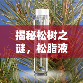 揭秘松樹之謎，松脂液的神奇來源