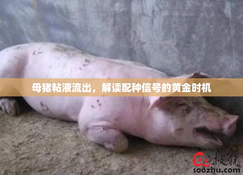 母豬粘液流出，解讀配種信號的黃金時機