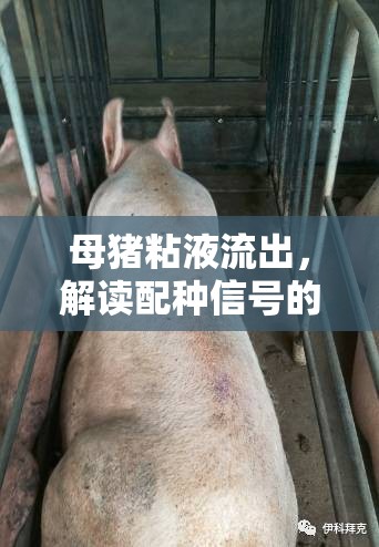 母豬粘液流出，解讀配種信號的黃金時機