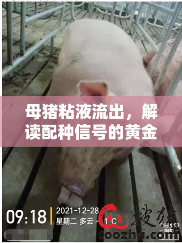 母豬粘液流出，解讀配種信號的黃金時機