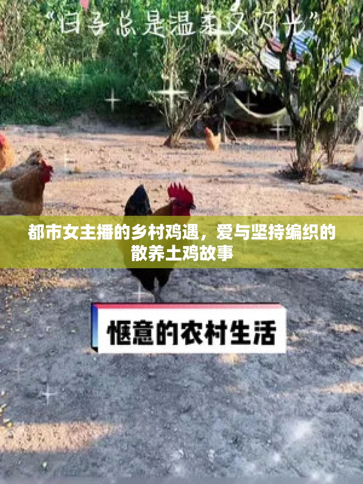 都市女主播的鄉(xiāng)村雞遇，愛(ài)與堅(jiān)持編織的散養(yǎng)土雞故事