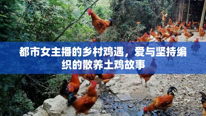 都市女主播的鄉(xiāng)村雞遇，愛(ài)與堅(jiān)持編織的散養(yǎng)土雞故事