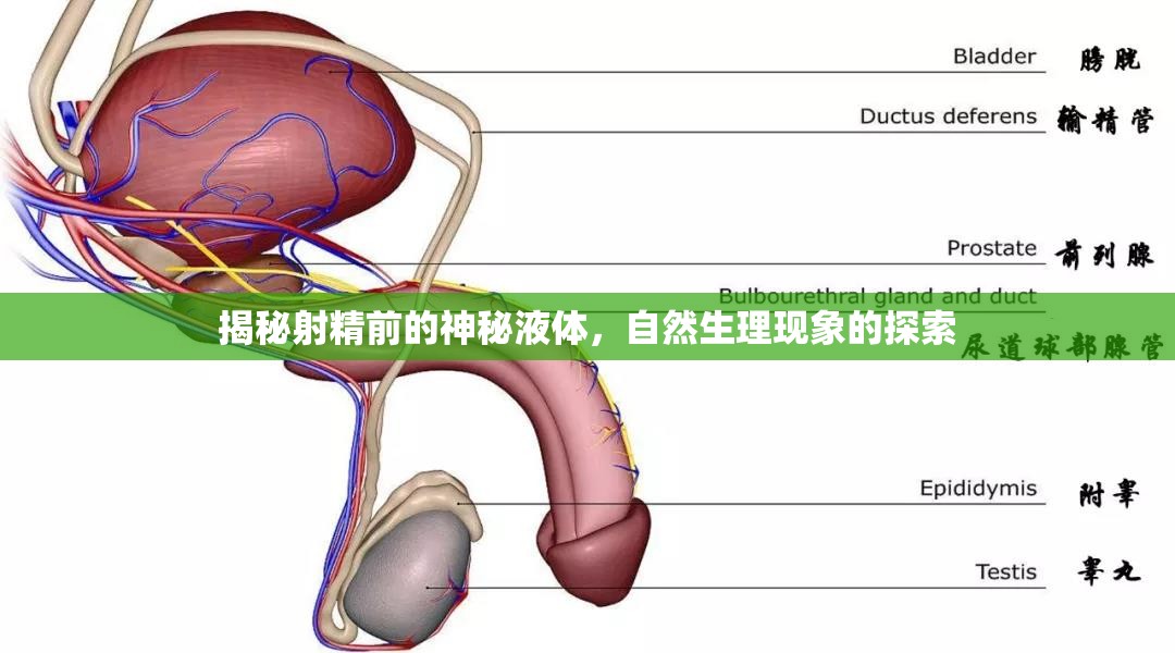 揭秘射精前的神秘液體，自然生理現(xiàn)象的探索