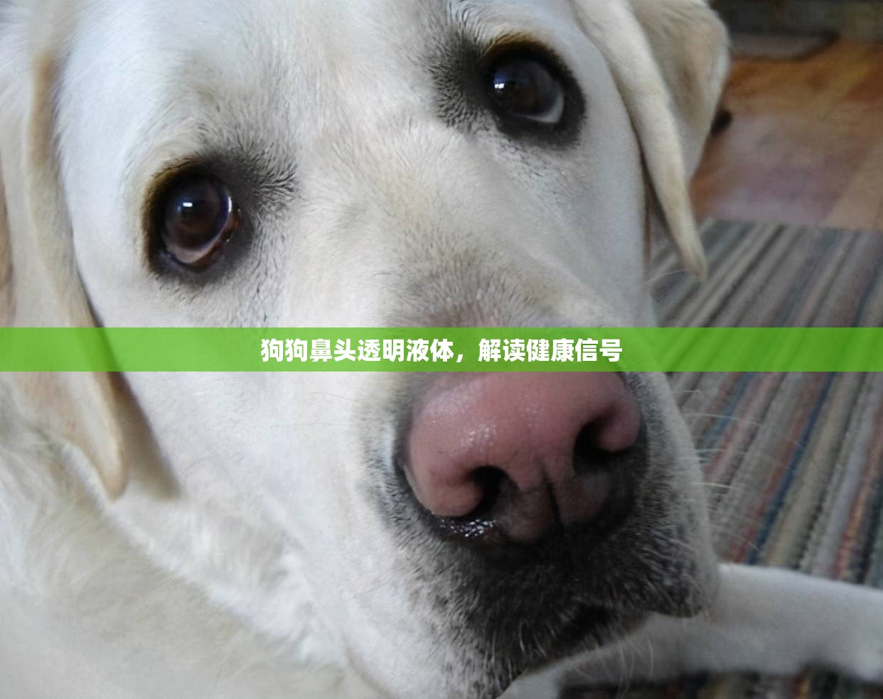 狗狗鼻頭透明液體，解讀健康信號(hào)
