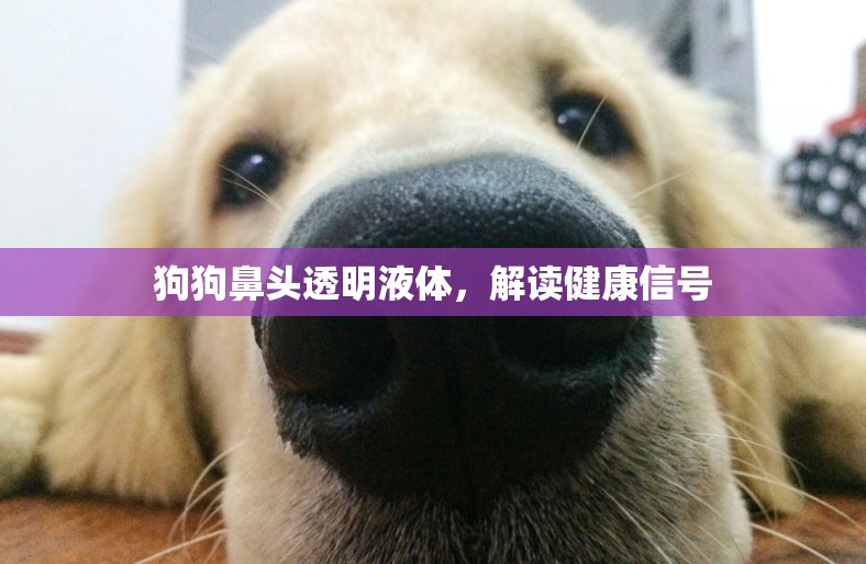 狗狗鼻頭透明液體，解讀健康信號(hào)