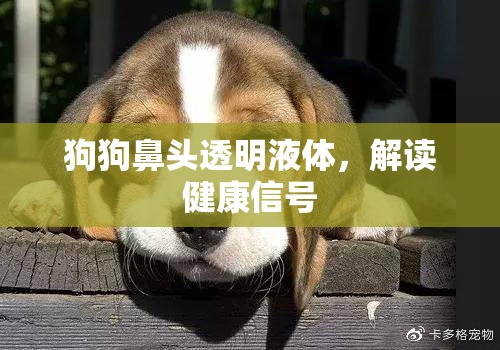 狗狗鼻頭透明液體，解讀健康信號(hào)