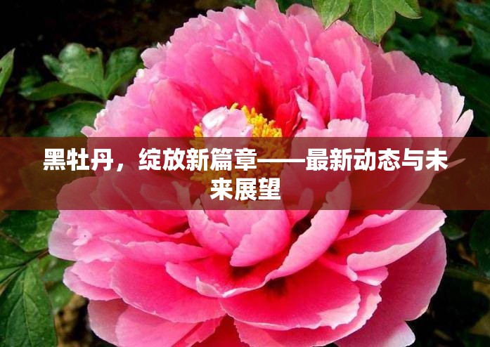 黑牡丹，綻放新篇章——最新動態(tài)與未來展望