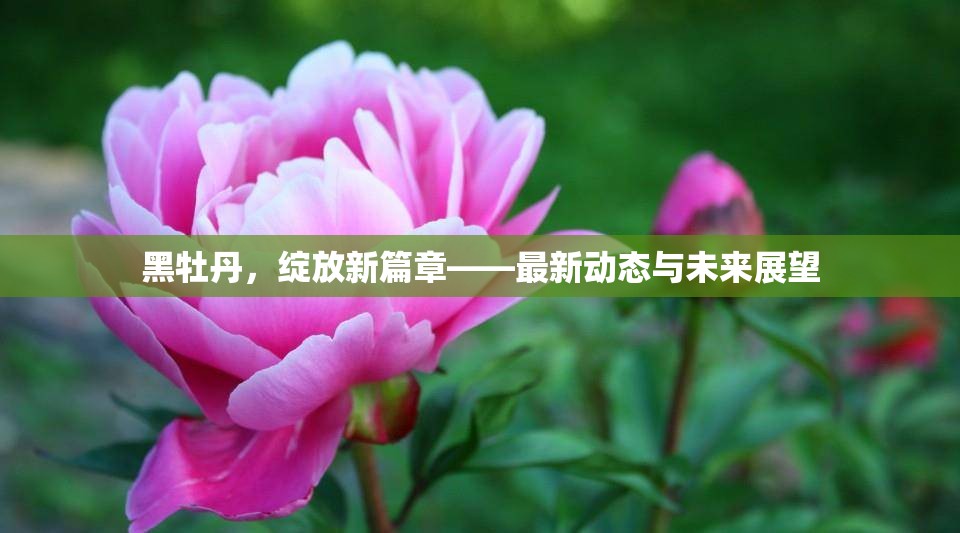 黑牡丹，綻放新篇章——最新動態(tài)與未來展望