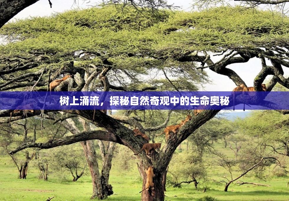 樹上涌流，探秘自然奇觀中的生命奧秘