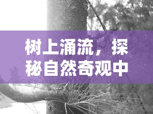 樹上涌流，探秘自然奇觀中的生命奧秘