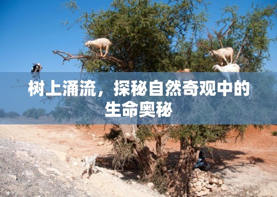 樹上涌流，探秘自然奇觀中的生命奧秘