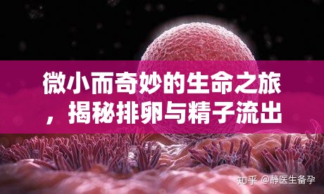 微小而奇妙的生命之旅，揭秘排卵與精子流出的科學(xué)奧秘