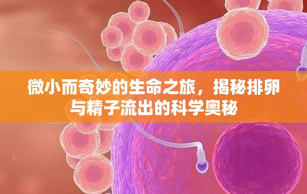 微小而奇妙的生命之旅，揭秘排卵與精子流出的科學(xué)奧秘