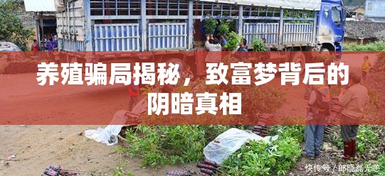 養(yǎng)殖騙局揭秘，致富夢背后的陰暗真相