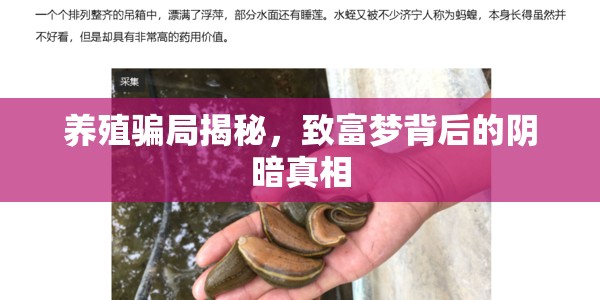 養(yǎng)殖騙局揭秘，致富夢背后的陰暗真相