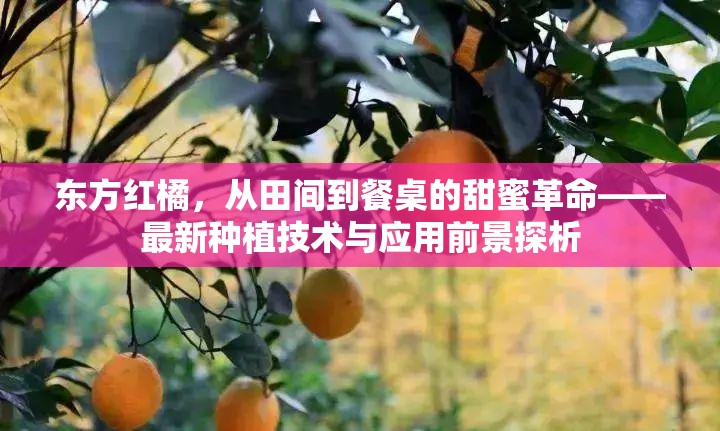 東方紅橘，從田間到餐桌的甜蜜革命——最新種植技術(shù)與應(yīng)用前景探析