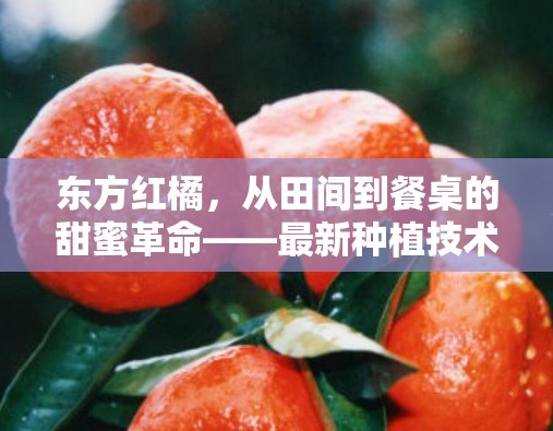 東方紅橘，從田間到餐桌的甜蜜革命——最新種植技術(shù)與應(yīng)用前景探析