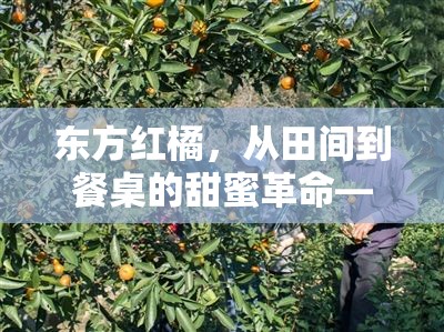 東方紅橘，從田間到餐桌的甜蜜革命——最新種植技術(shù)與應(yīng)用前景探析