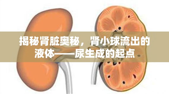 揭秘腎臟奧秘，腎小球流出的液體——尿生成的起點(diǎn)