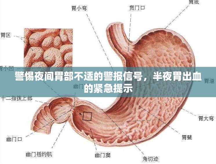 警惕夜間胃部不適的警報(bào)信號(hào)，半夜胃出血的緊急提示