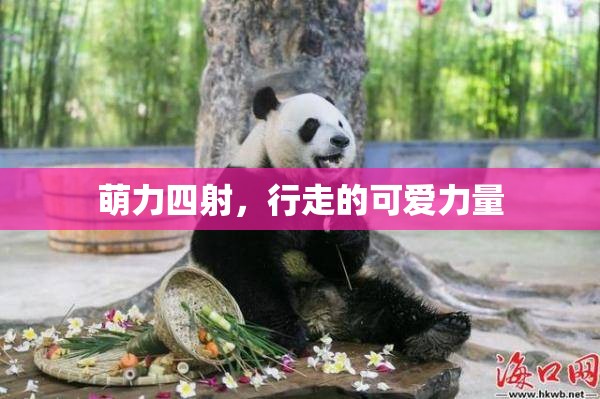 萌力四射，行走的可愛力量