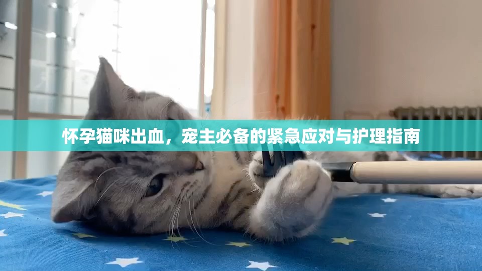 懷孕貓咪出血，寵主必備的緊急應(yīng)對(duì)與護(hù)理指南