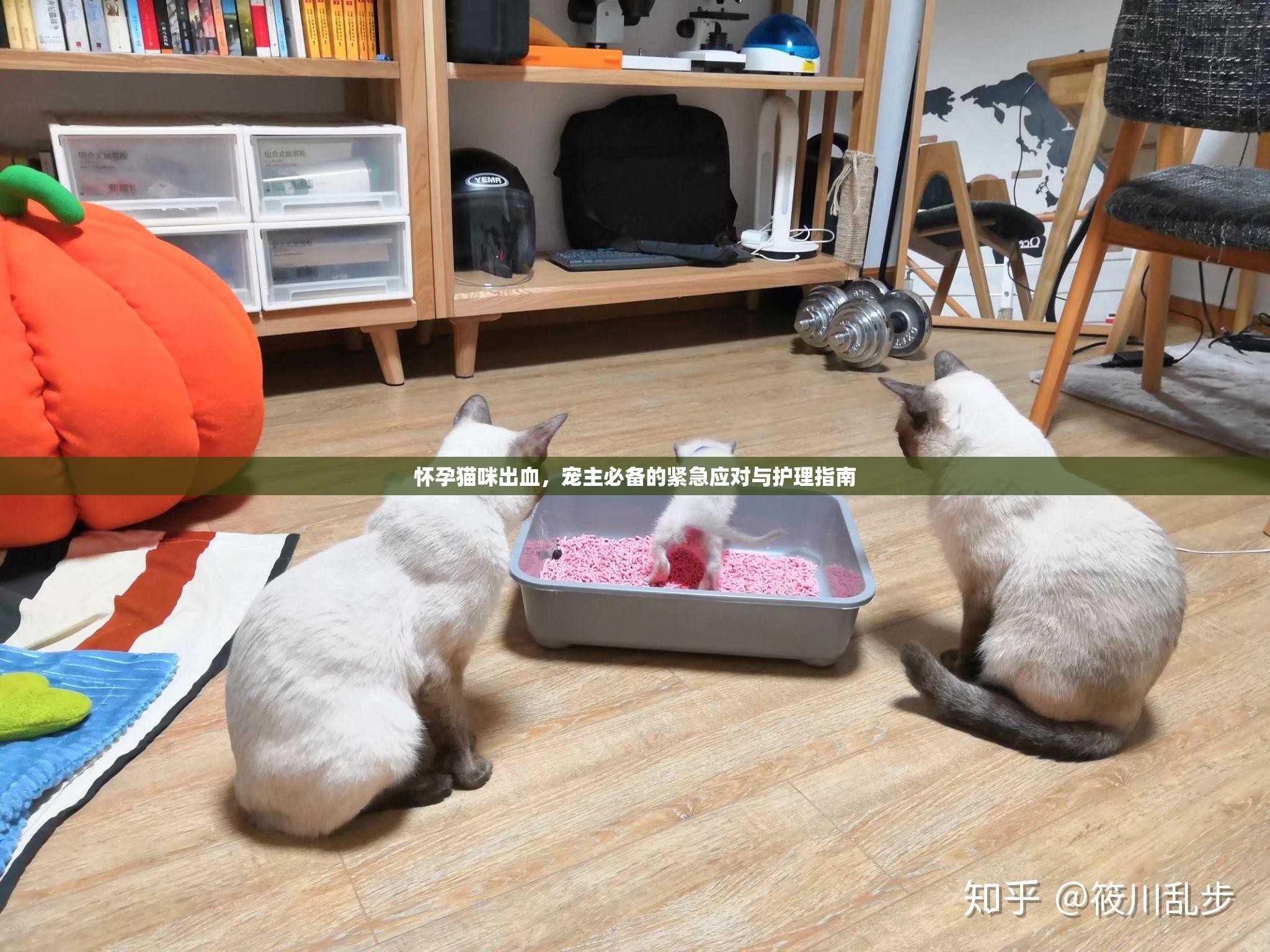 懷孕貓咪出血，寵主必備的緊急應(yīng)對(duì)與護(hù)理指南