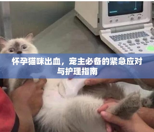 懷孕貓咪出血，寵主必備的緊急應(yīng)對(duì)與護(hù)理指南