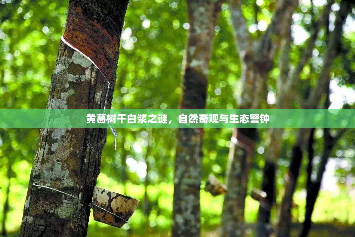 黃葛樹(shù)干白漿之謎，自然奇觀與生態(tài)警鐘