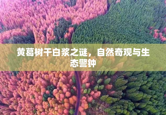 黃葛樹(shù)干白漿之謎，自然奇觀與生態(tài)警鐘