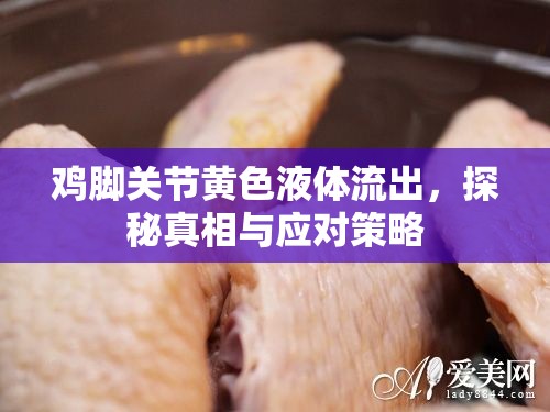雞腳關(guān)節(jié)黃色液體流出，探秘真相與應(yīng)對(duì)策略