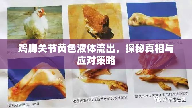 雞腳關(guān)節(jié)黃色液體流出，探秘真相與應(yīng)對(duì)策略