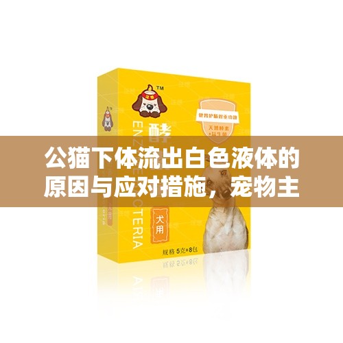 公貓下體流出白色液體的原因與應(yīng)對(duì)措施，寵物主人的全面指南
