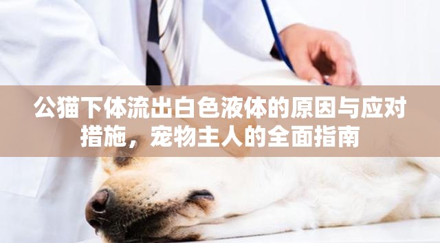公貓下體流出白色液體的原因與應(yīng)對(duì)措施，寵物主人的全面指南
