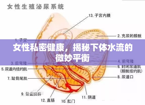 女性私密健康，揭秘下體水流的微妙平衡