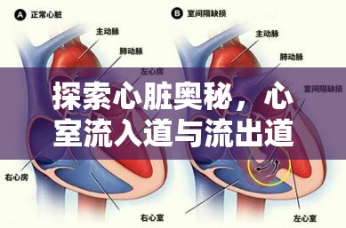 探索心臟奧秘，心室流入道與流出道的精密協(xié)作