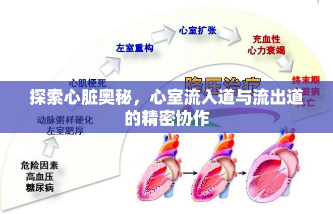探索心臟奧秘，心室流入道與流出道的精密協(xié)作