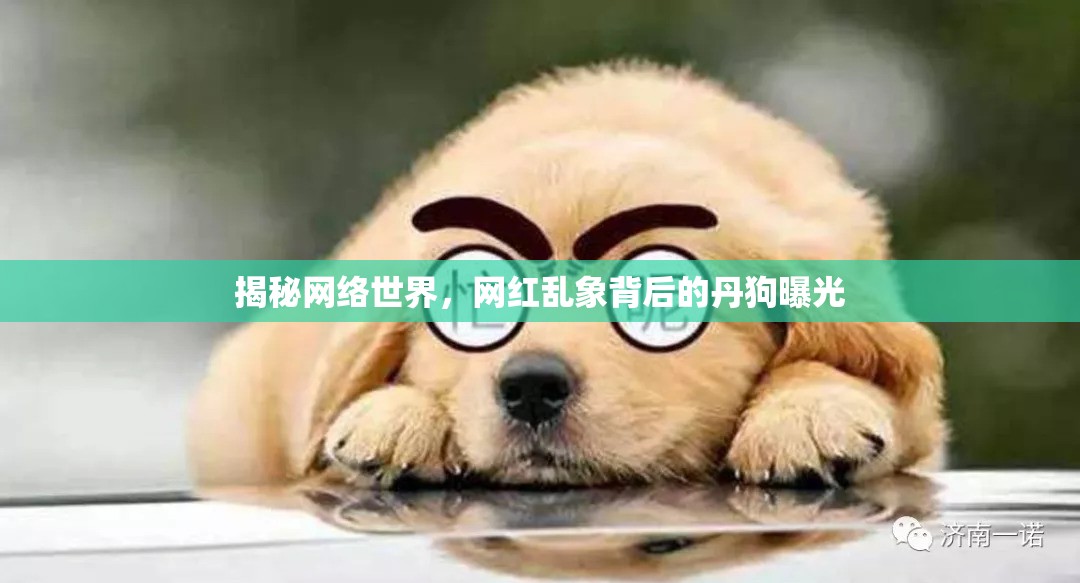 揭秘網(wǎng)絡(luò)世界，網(wǎng)紅亂象背后的丹狗曝光