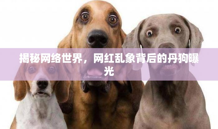 揭秘網(wǎng)絡(luò)世界，網(wǎng)紅亂象背后的丹狗曝光