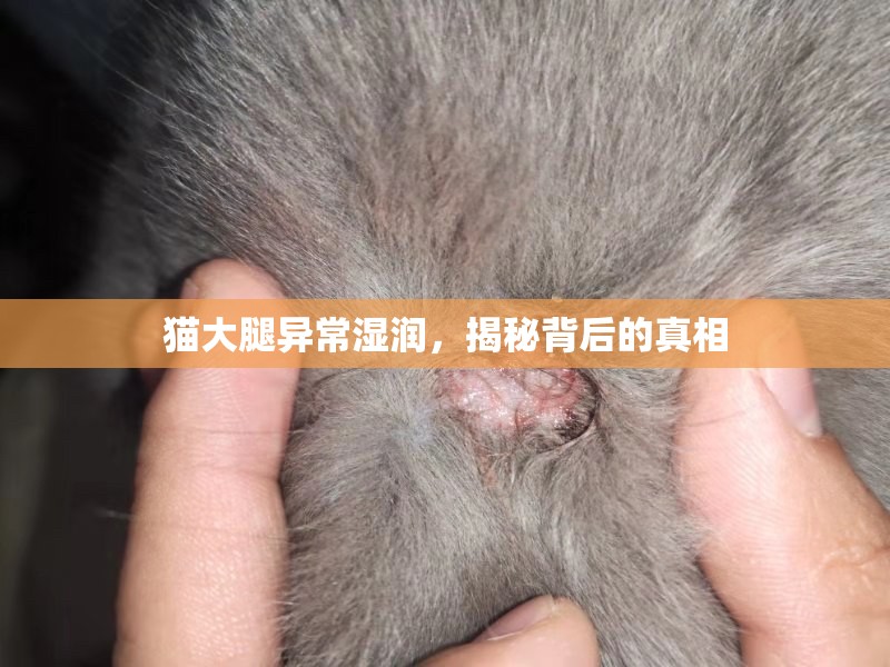 貓大腿異常濕潤(rùn)，揭秘背后的真相