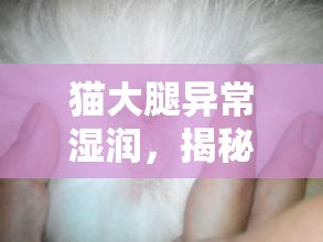 貓大腿異常濕潤(rùn)，揭秘背后的真相