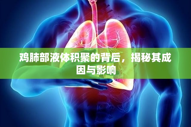雞肺部液體積聚的背后，揭秘其成因與影響