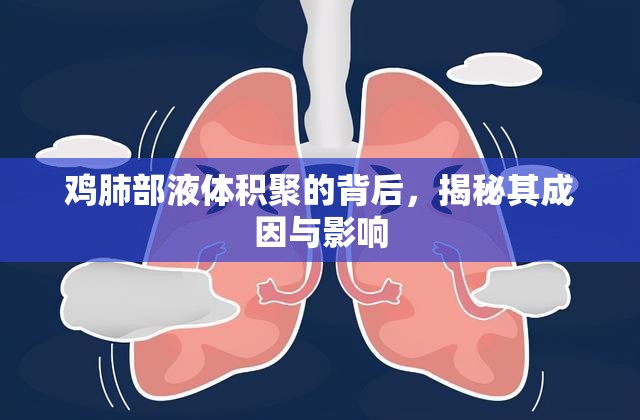 雞肺部液體積聚的背后，揭秘其成因與影響