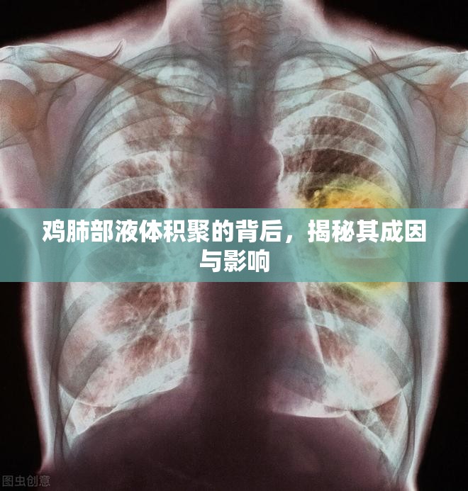 雞肺部液體積聚的背后，揭秘其成因與影響
