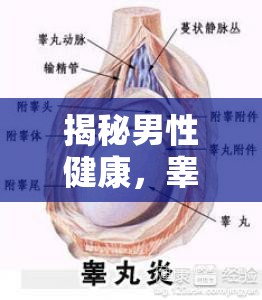 揭秘男性健康，睪丸流出的真相