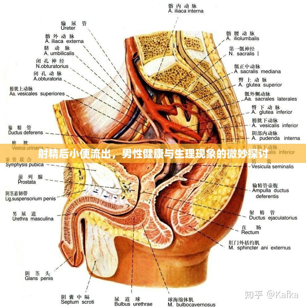 射精后小便流出，男性健康與生理現(xiàn)象的微妙探討