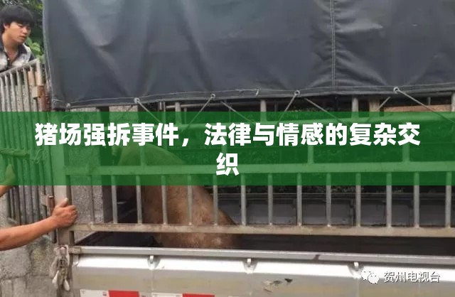 豬場強拆事件，法律與情感的復(fù)雜交織