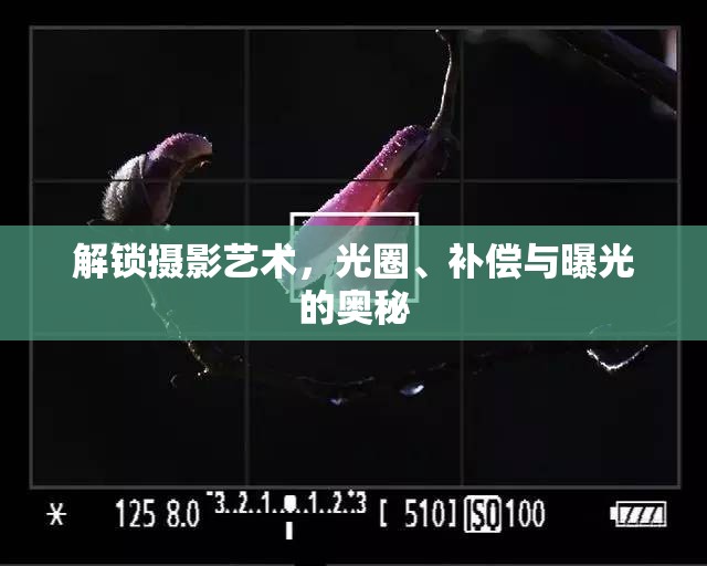 解鎖攝影藝術(shù)，光圈、補償與曝光的奧秘