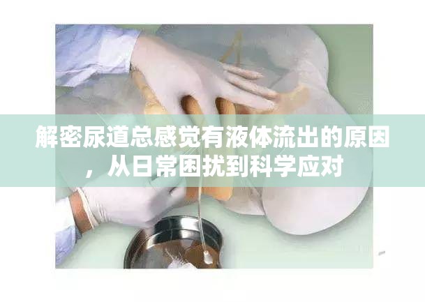 解密尿道總感覺有液體流出的原因，從日常困擾到科學(xué)應(yīng)對