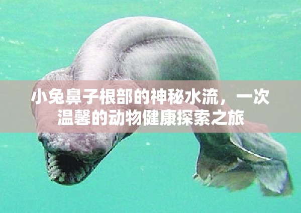 小兔鼻子根部的神秘水流，一次溫馨的動物健康探索之旅